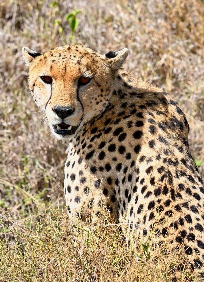A cheetah sitting alert in the golden grass of the Serengeti