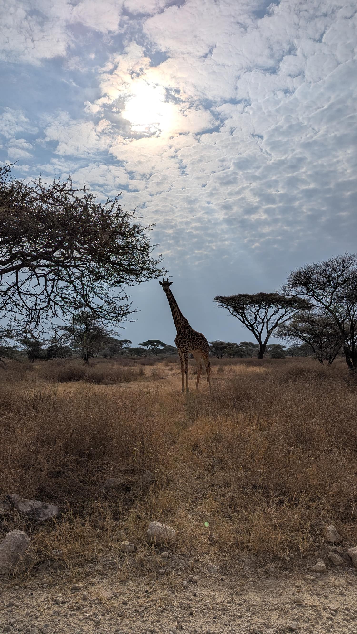 A giraffe silhouetted between acacia trees at first light