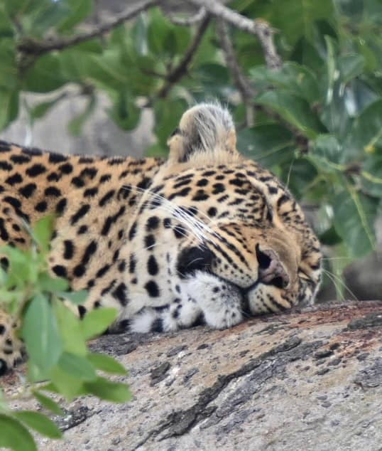 A leopard resting on a rock, framed by green leaves