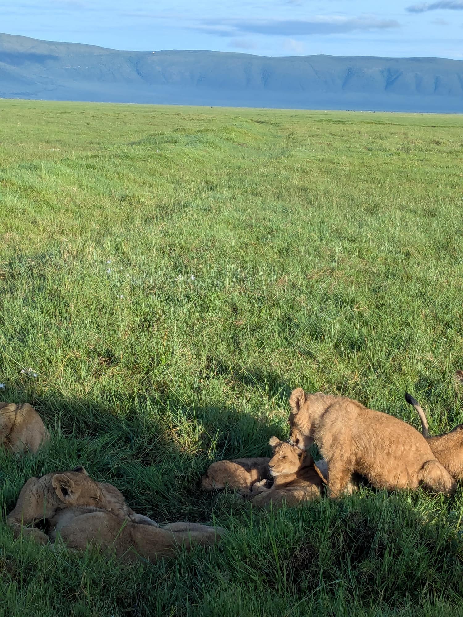 Lion cubs playing together in the green grass of the crater