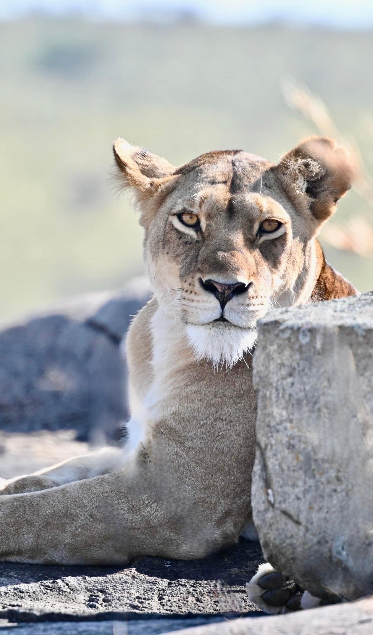 A lioness resting against a granite rock, looking into the camera