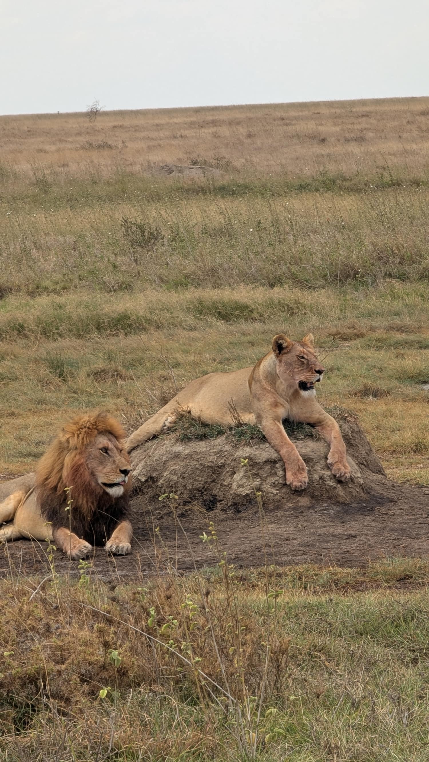 A lion and lioness resting together on the Serengeti plains